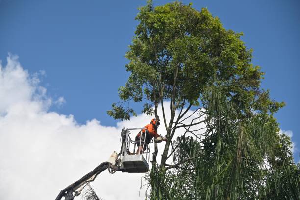 Reliable Six Mile Run, NJ Tree Services Solutions